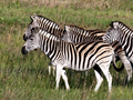 Zebra, South Africa