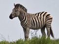 Burchell's Zebra, South Africa