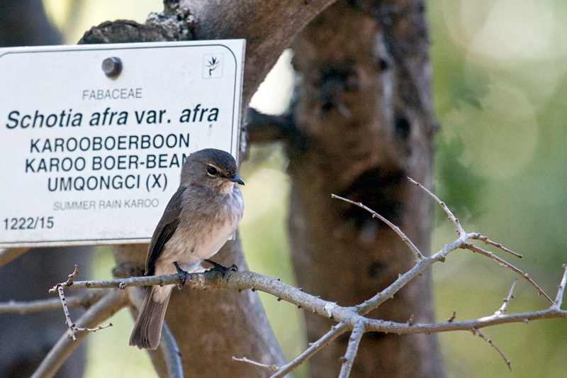 African Dusky Flycatcher (Dusky-brown Flycatcher), Kirstenbosch National Botanical Garden, Cape Town, South Africa