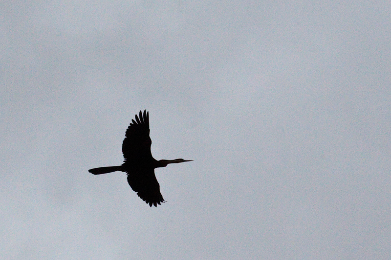 African Darter, Ceres to Velddrif, South Africa