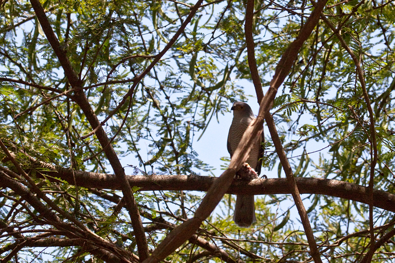 African Goshawk, En route Mkuze to Wakkerstroom, South Africa