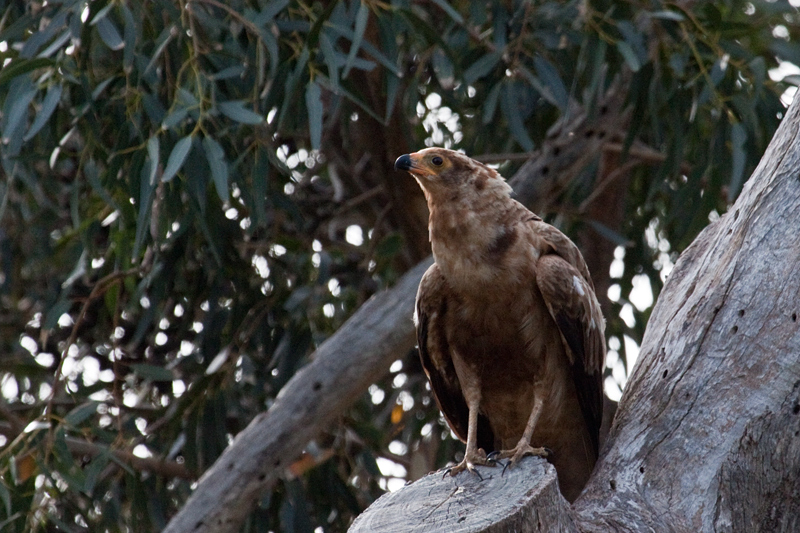 Immature African Harrier-Hawk (Gymnogene), Afton Grove Guesthouse, Noordhoek, Cape Town, South Africa