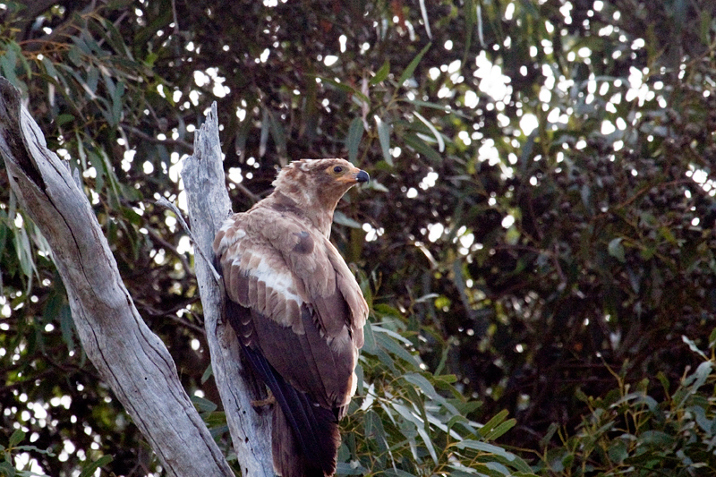 Immature African Harrier-Hawk (Gymnogene), Afton Grove Guesthouse, Noordhoek, Cape Town, South Africa