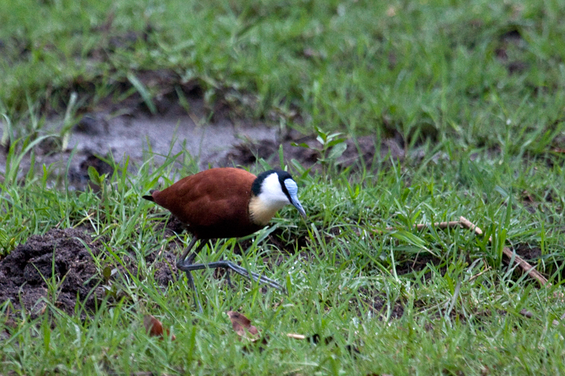 African Jacana, Lake Panic Bird Hide, Kruger National Park, South Africa