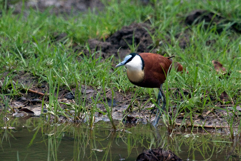 African Jacana, Lake Panic Bird Hide, Kruger National Park, South Africa