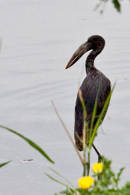 African Openbill, En Route Skukuza to Olifant's Rest Camp, Kruger National Park, South Africa