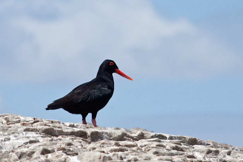 African Oystercatcher (Black Oystercatcher), Hermanus, South Africa