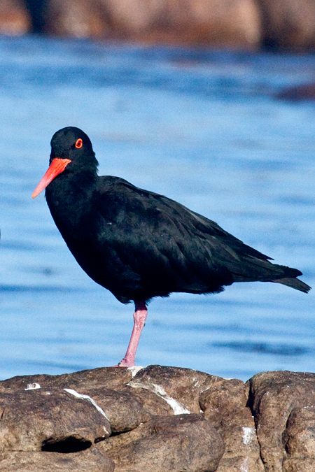 African Oystercatcher (Black Oystercatcher), Kommetjie, South Africa