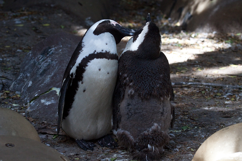 African Penguin (Jackass Penguin), Boulders Beach, Table Mountain National Park, South Africa