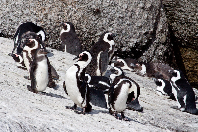 African Penguin (Jackass Penguin), Boulders Beach, Table Mountain National Park, South Africa