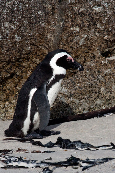 African Penguin (Jackass Penguin), Boulders Beach, Table Mountain National Park, South Africa