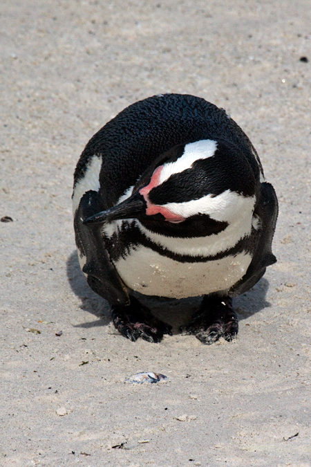 African Penguin (Jackass Penguin), Boulders Beach, Table Mountain National Park, South Africa