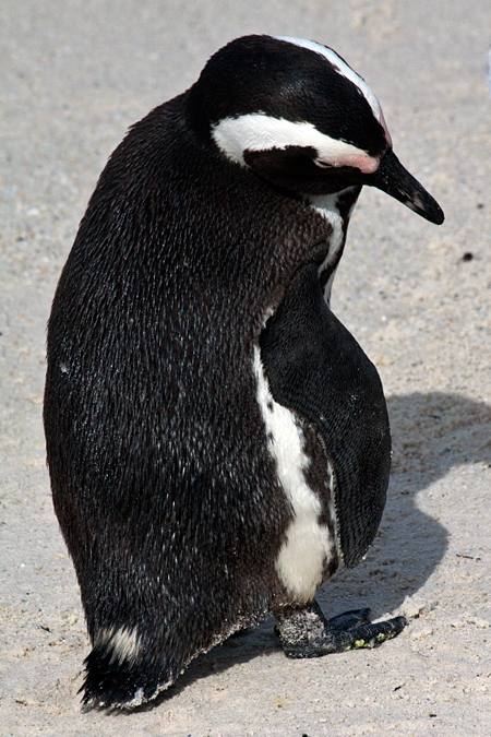 African Penguin (Jackass Penguin), Boulders Beach, Table Mountain National Park, South Africa