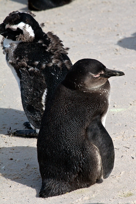 African Penguin (Jackass Penguin), Boulders Beach, Table Mountain National Park, South Africa