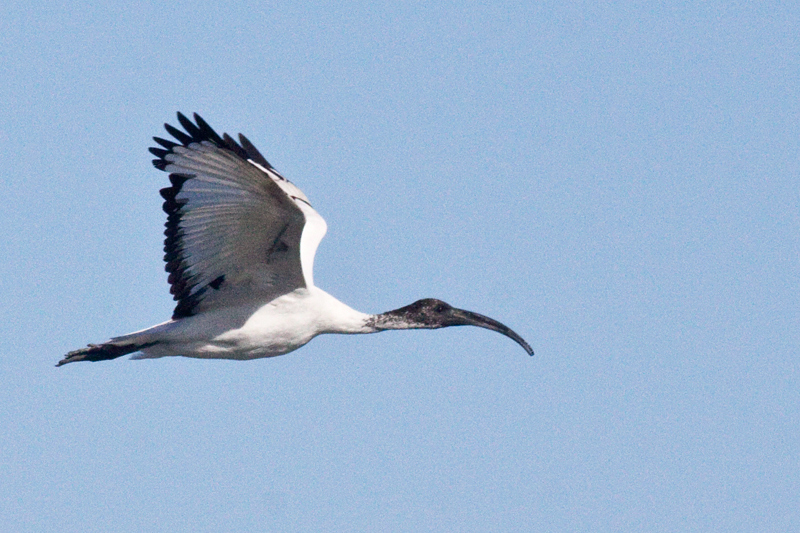 African Sacred Ibis, Kommetjie, South Africa