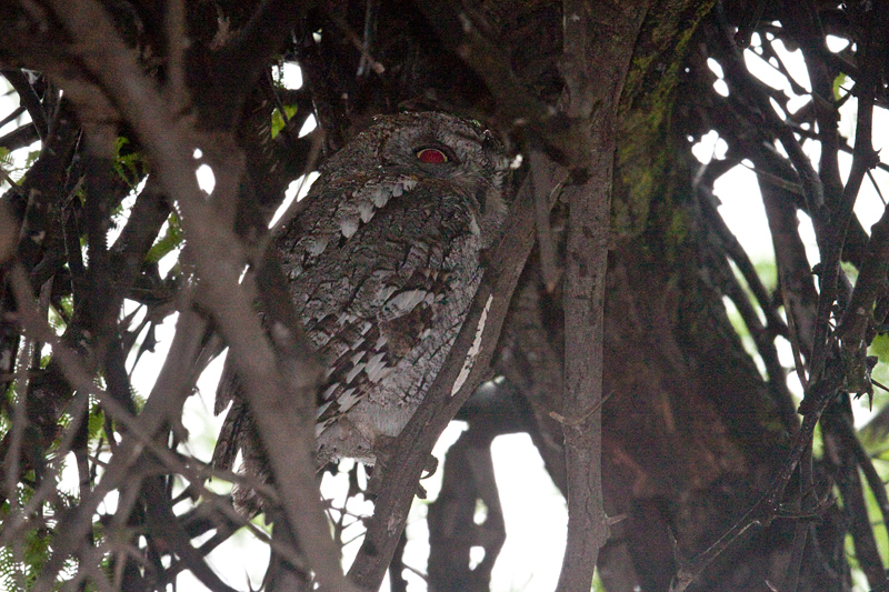 African Scops-Owl, Morning Drive out of Satara Rest Camp, Kruger National Park, South Africa