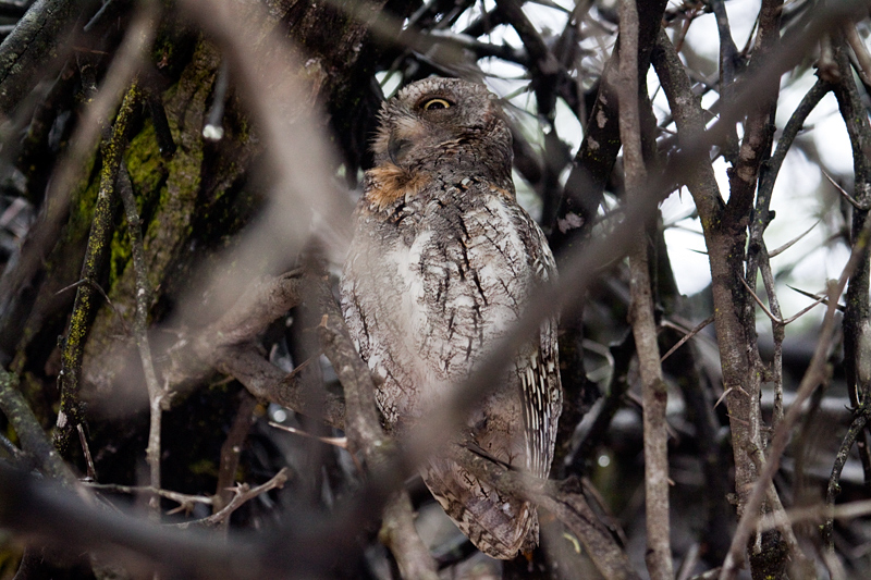 African Scops-Owl, Morning Drive out of Satara Rest Camp, Kruger National Park, South Africa