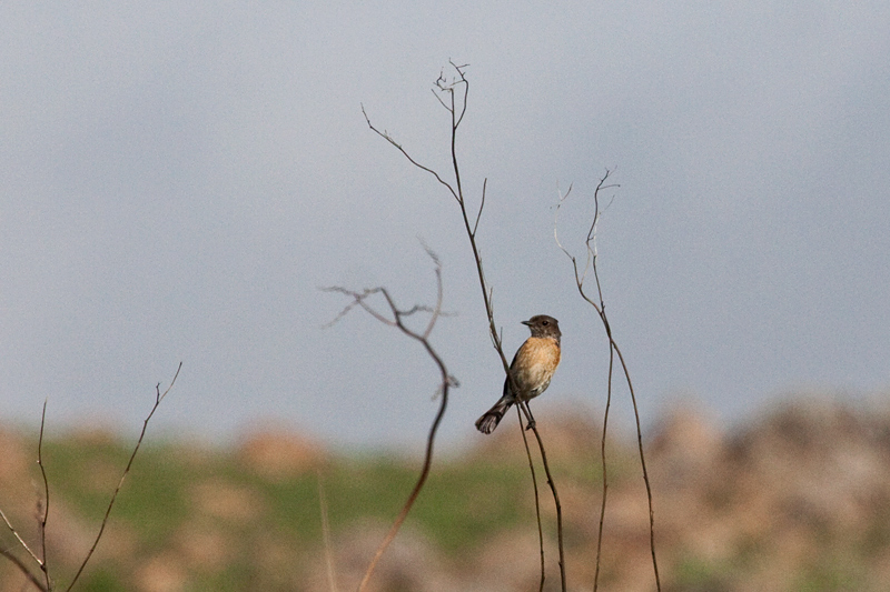 African Stonechat, Dullstroom, South Africa