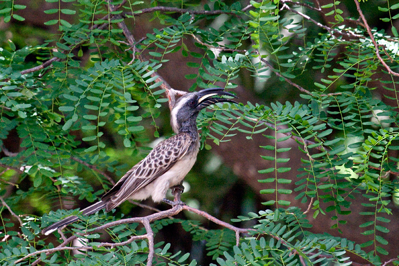 African Grey Hornbill, Letaba Rest Camp, Kruger National Park, South Africa