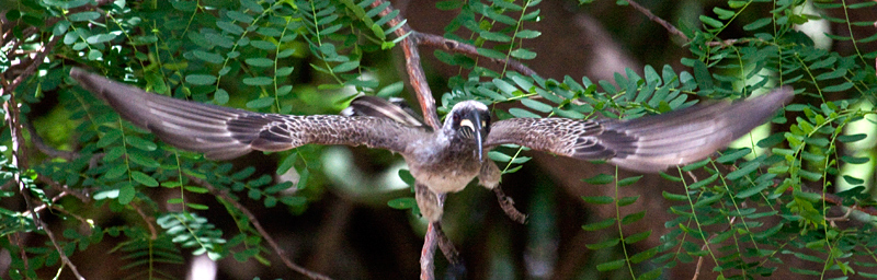 African Grey Hornbill, Letaba Rest Camp, Kruger National Park, South Africa