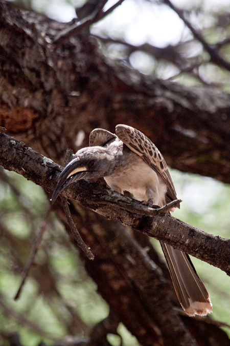 African Grey Hornbill, Letaba Rest Camp, Kruger National Park, South Africa