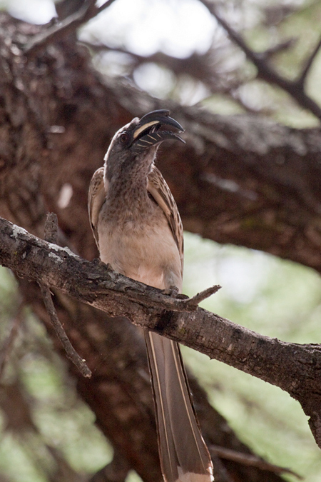 African Grey Hornbill, Letaba Rest Camp, Kruger National Park, South Africa