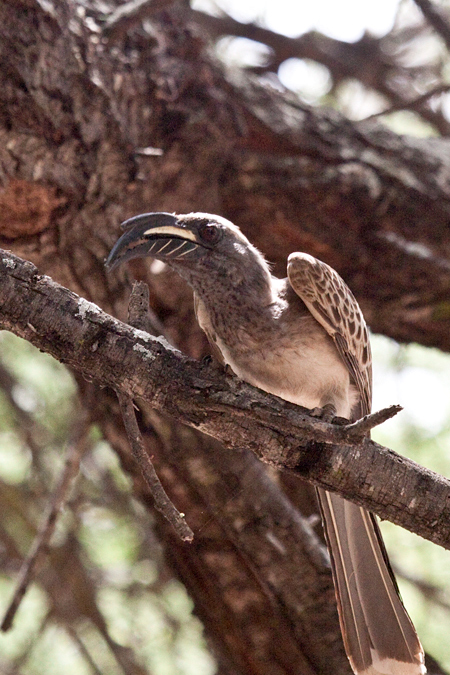 African Grey Hornbill, Letaba Rest Camp, Kruger National Park, South Africa