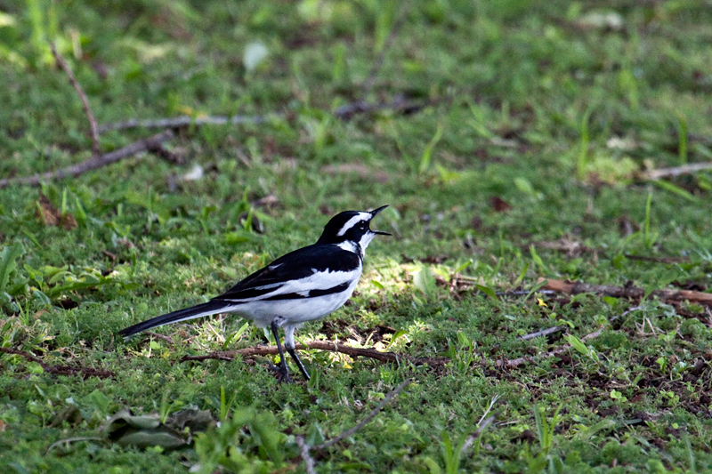 African Pied Wagtail, en route St. Lucia to Mkuze, KwaZulu-Natal, South Africa