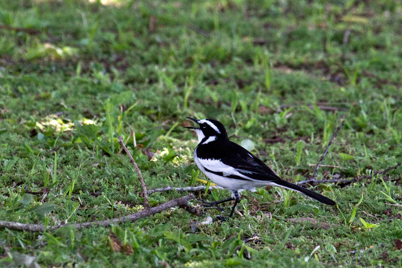 African Pied Wagtail, en route St. Lucia to Mkuze, KwaZulu-Natal, South Africa