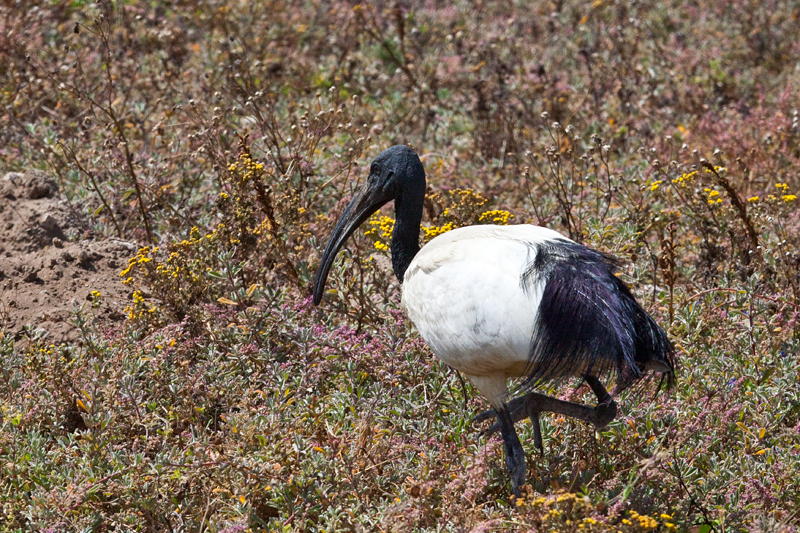 African Sacred Ibis, West Coast National Park, South Africa