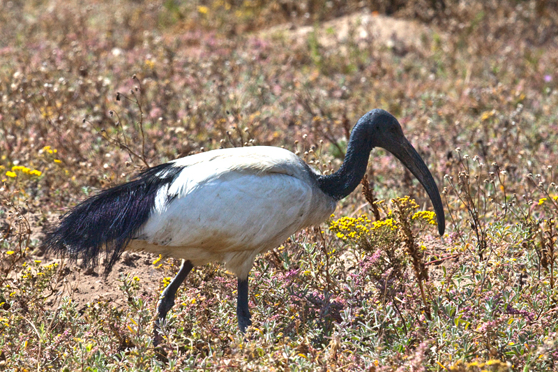 African Sacred Ibis, West Coast National Park, South Africa