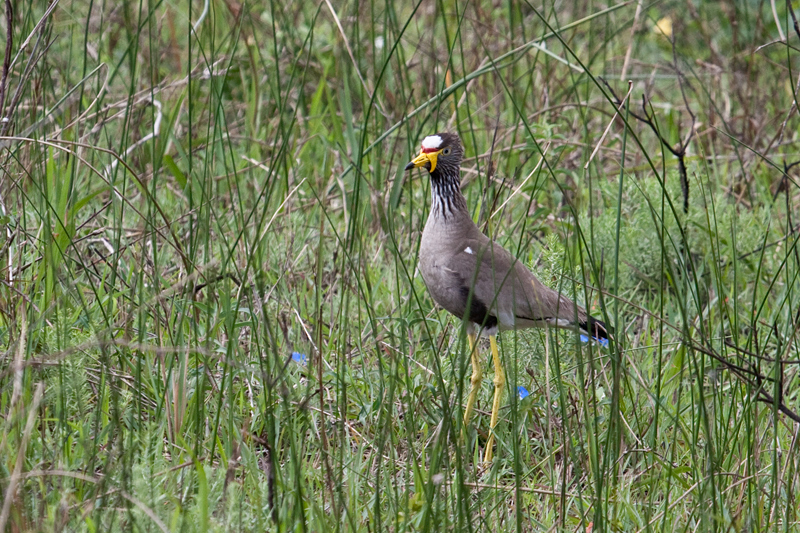 African Wattled Lapwing, Cape Vidal, iSimangaliso Wetland Park, KwaZulu-Natal, South Africa