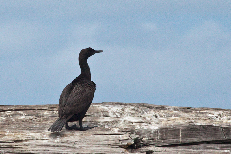 Bank Cormorant, Kleinbaai, South Africa