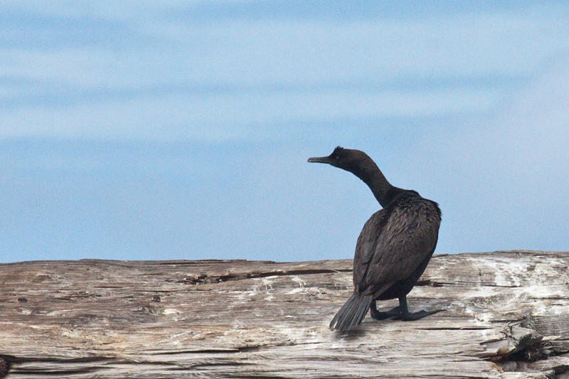 Bank Cormorant, Kleinbaai, South Africa