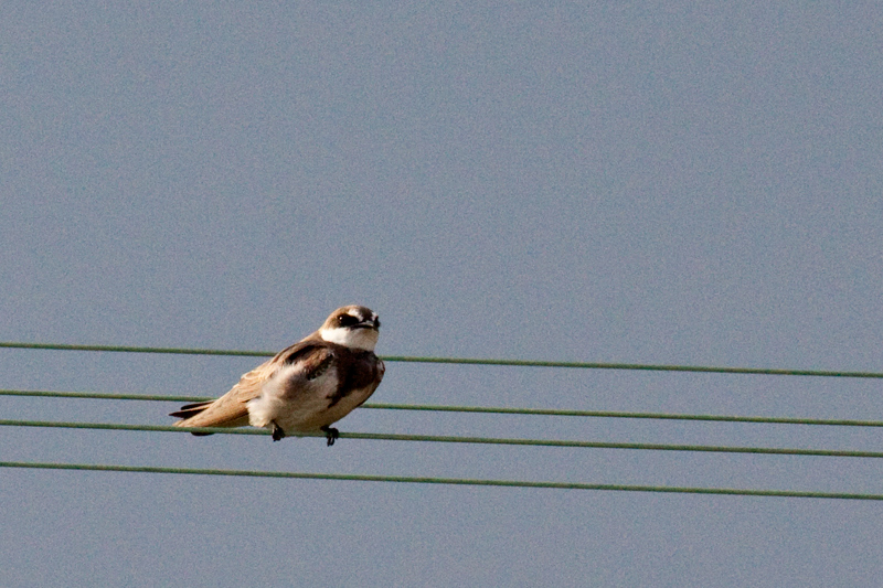 Banded Martin, En route Mkuze to Wakkerstroom, South Africa