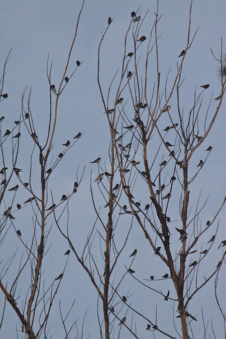 Barn Swallow (European Swallow), Umhlanga Waste Water Treatment Works, South Africa