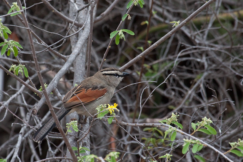 Brown-crowned Tchagra, Olifant's Rest Camp, Kruger National Park, South Africa