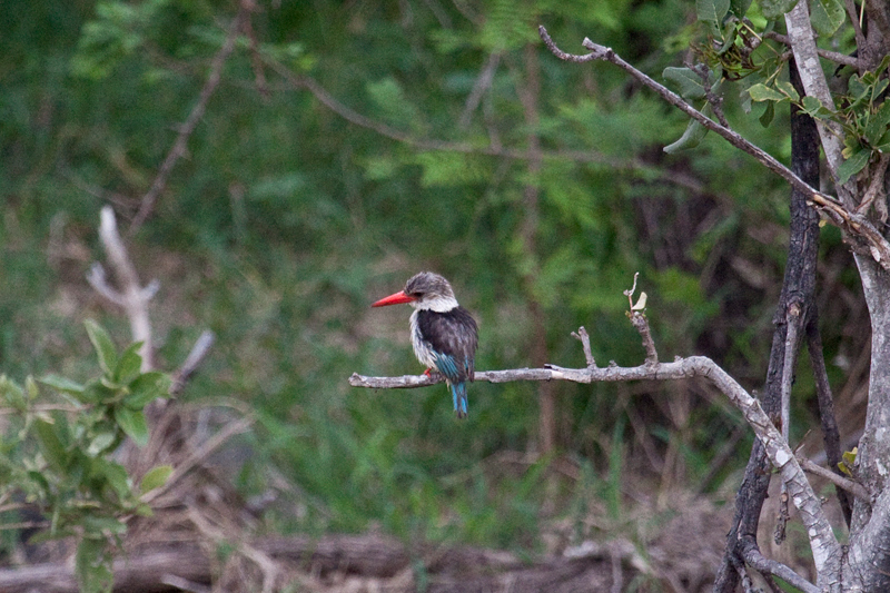 Brown-hooded Kingfisher, En Route Skukuza to Olifant's Rest Camp, Kruger National Park, South Africa