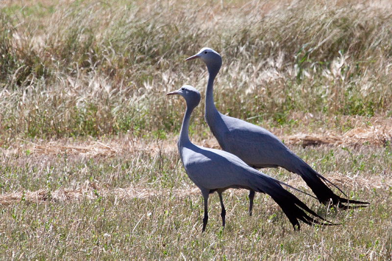 Blue Crane, Western Cape, South Africa