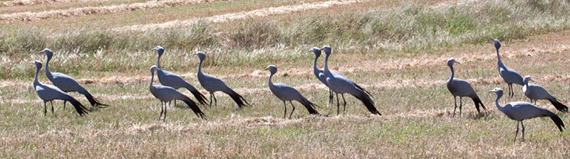 Blue Crane, Western Cape, South Africa