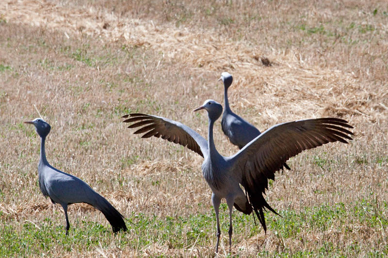 Blue Crane, Western Cape, South Africa