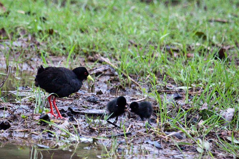 Black Crake With Chicks, Lake Panic Bird Hide, Kruger National Park, South Africa