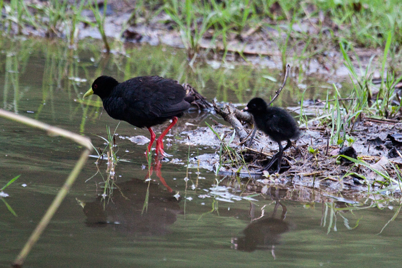 Black Crake With Chicks, Lake Panic Bird Hide, Kruger National Park, South Africa