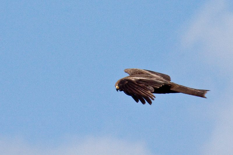 Black Kite, Letaba Rest Camp, Kruger National Park, South Africa