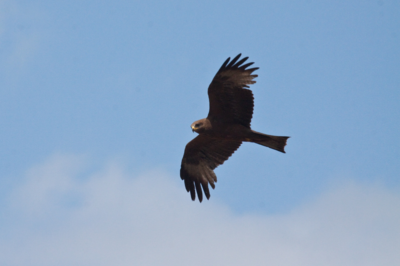 Black Kite, Letaba Rest Camp, Kruger National Park, South Africa