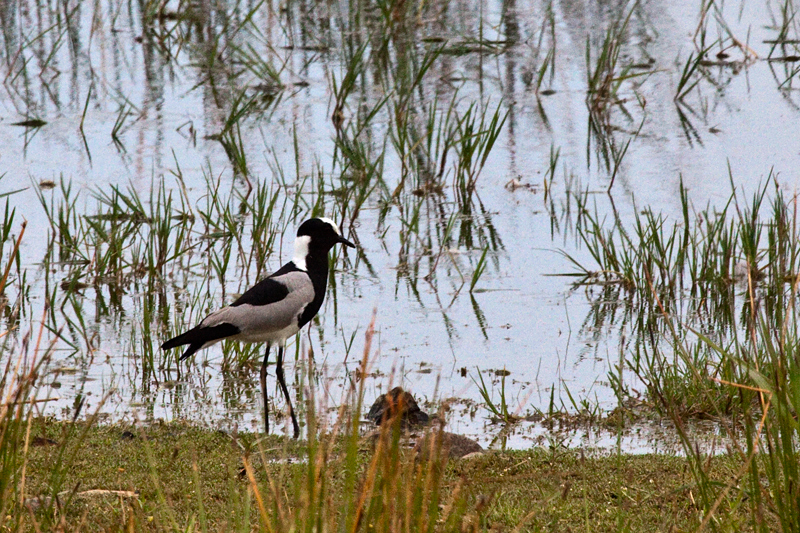 Blacksmith Lapwing (Blacksmith Plover) en route Ceres to Velddrif, South Africa