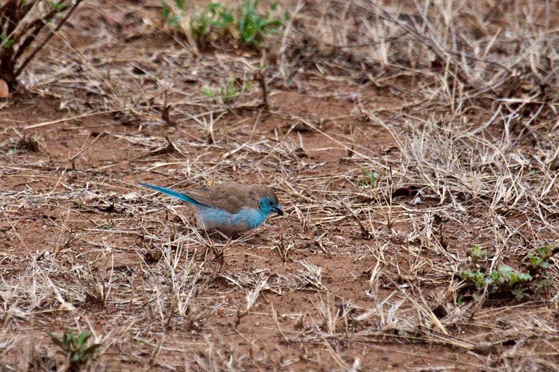 Blue Waxbill (Blue-breasted Cordonbleu), Olifant's Rest Camp Drive, Kruger National Park, South Africa