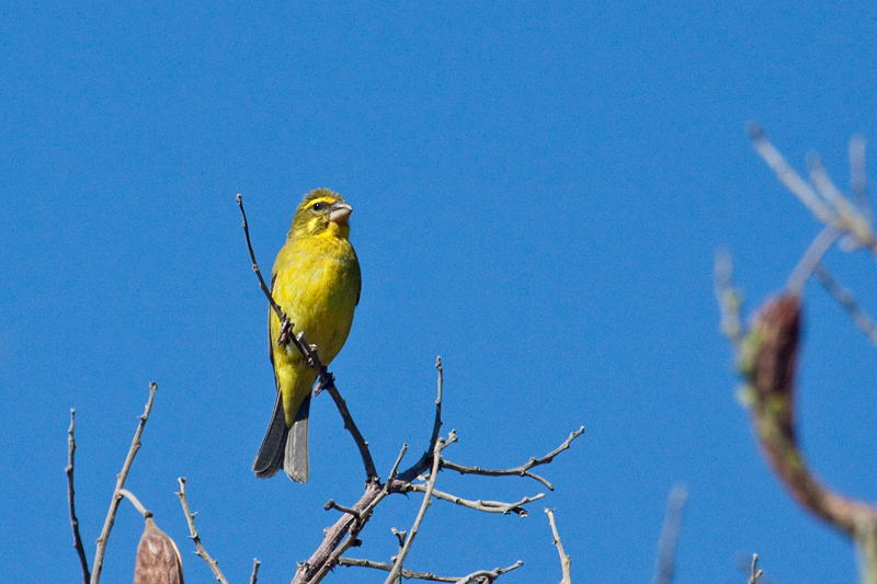 Brimstone Canary, Kirstenbosch National Botanical Garden, Cape Town, South Africa