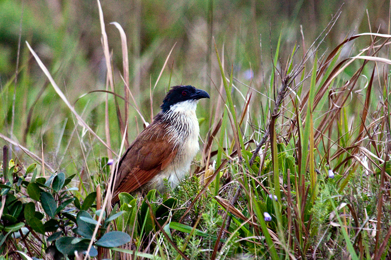 Burchell's Coucal (White-browed Coucal), Cape Vidal, iSimangaliso Wetland Park, KwaZulu-Natal, South Africa