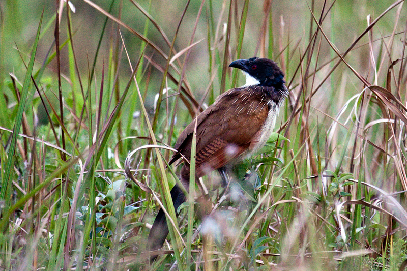 Burchell's Coucal (White-browed Coucal), Cape Vidal, iSimangaliso Wetland Park, KwaZulu-Natal, South Africa